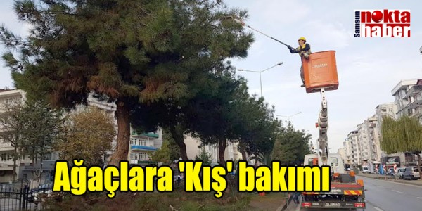 Ağaçlara 'Kış' bakımı